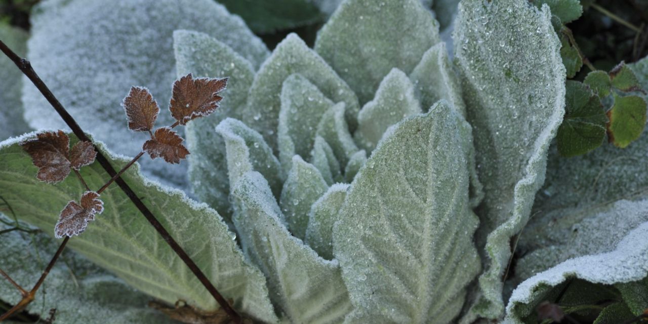 Grijsgroene, met ijs bedekte bladeren van een op een kool lijkende plant, in Arboretum Kalmthout.