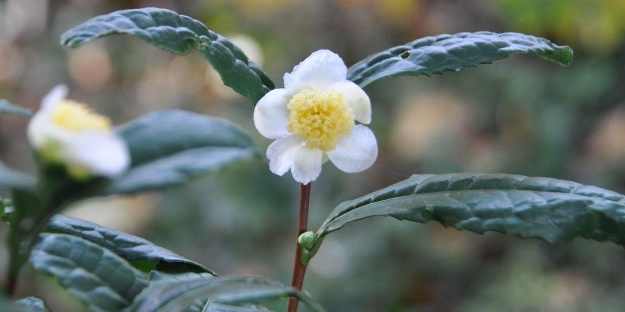 Wit, rechtopstaand bloempje met geel hart van de Camellia sinensis in Arboretum Kalmthout.