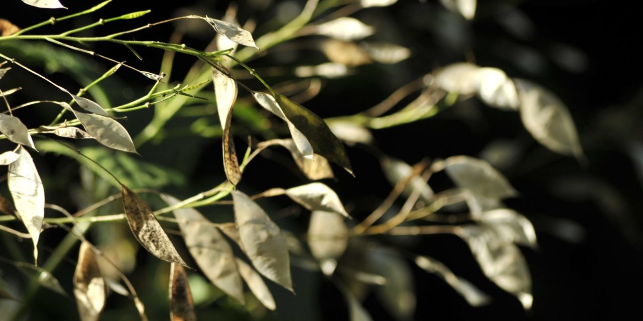 Zilveren amandelvormige zaadvliesjes reflecteren het zonlicht tegen een zwarte achtergrond, in Arboretum Kalmthout.