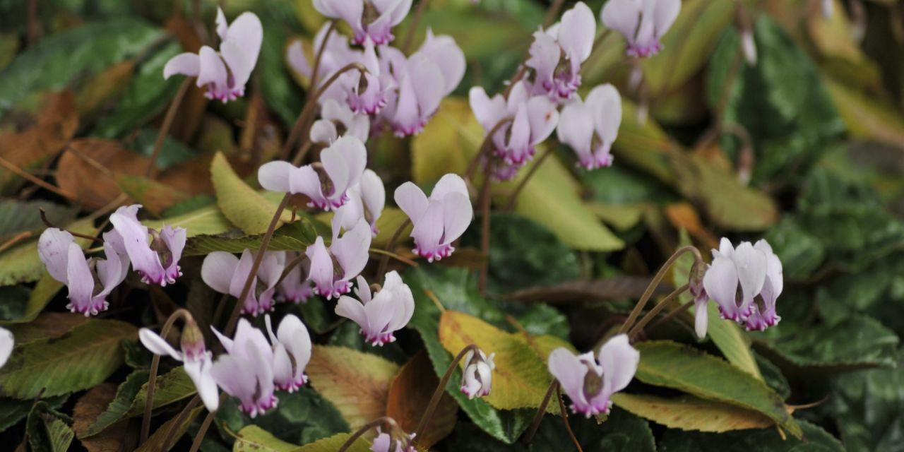 Close-up van lichtroze bloemenhoedjes op kale stengeltjes, cyclamen duiken op tussen een dicht bladerdek in Arboretum Kalmthout.