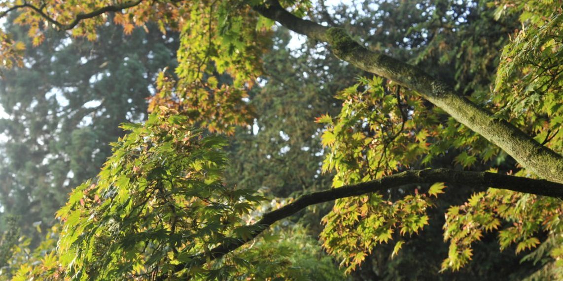 Zicht op de tuin met een tak van een grote Japanse esdoorn, Acer shirasawanum palmatifolium, die zijn eerste herfstkleuren toont, in Arboretum Kalmthout.