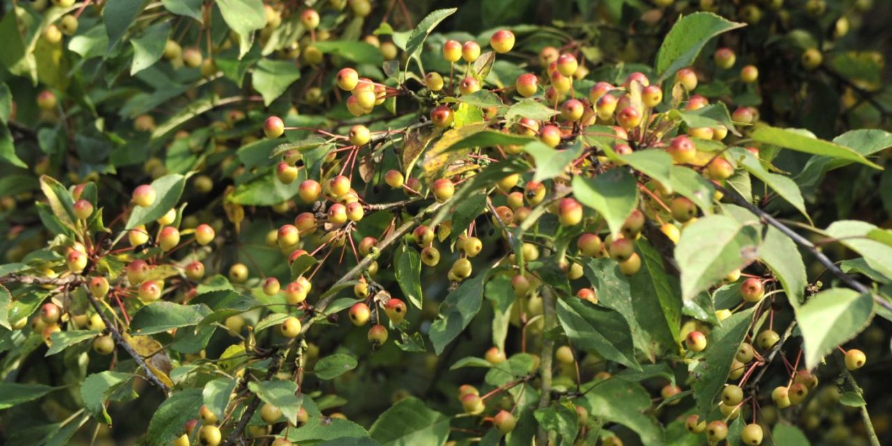 Honderden herfstkleurige mini-appeltjes hangen bij trosjes aan de Malus Ormiston in Arboretum Kalmthout.