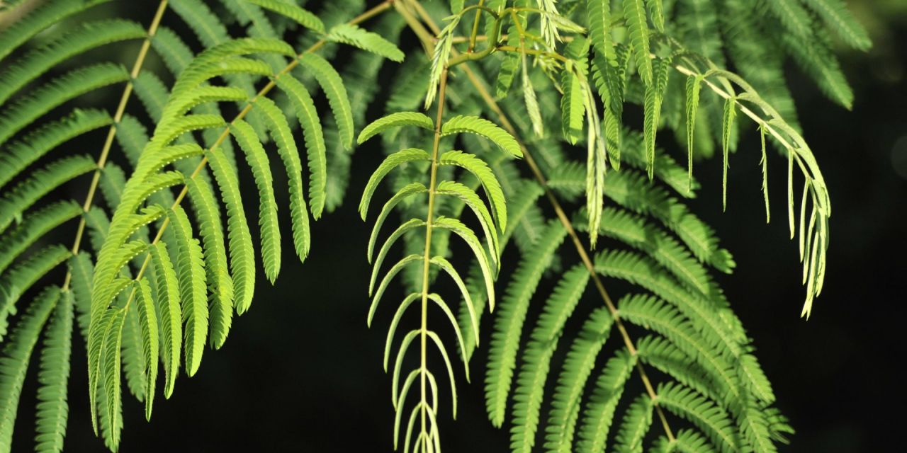 Close-up van frisgroene afhangende takken tegen een zwarte achtergrond, zeer fijne structuur, symmetrisch verdeeld over de takken, in Arboretum Kalmthout.