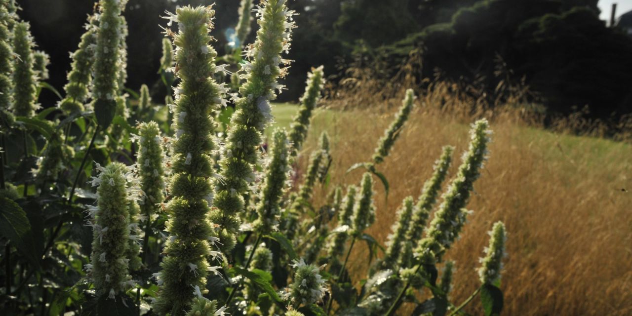 Zonlicht reflecteert op witte, uitgebloeide bloemenpluimen en roestkleurige grashalmen in de zomerse borders van Arboretum Kalmthout.