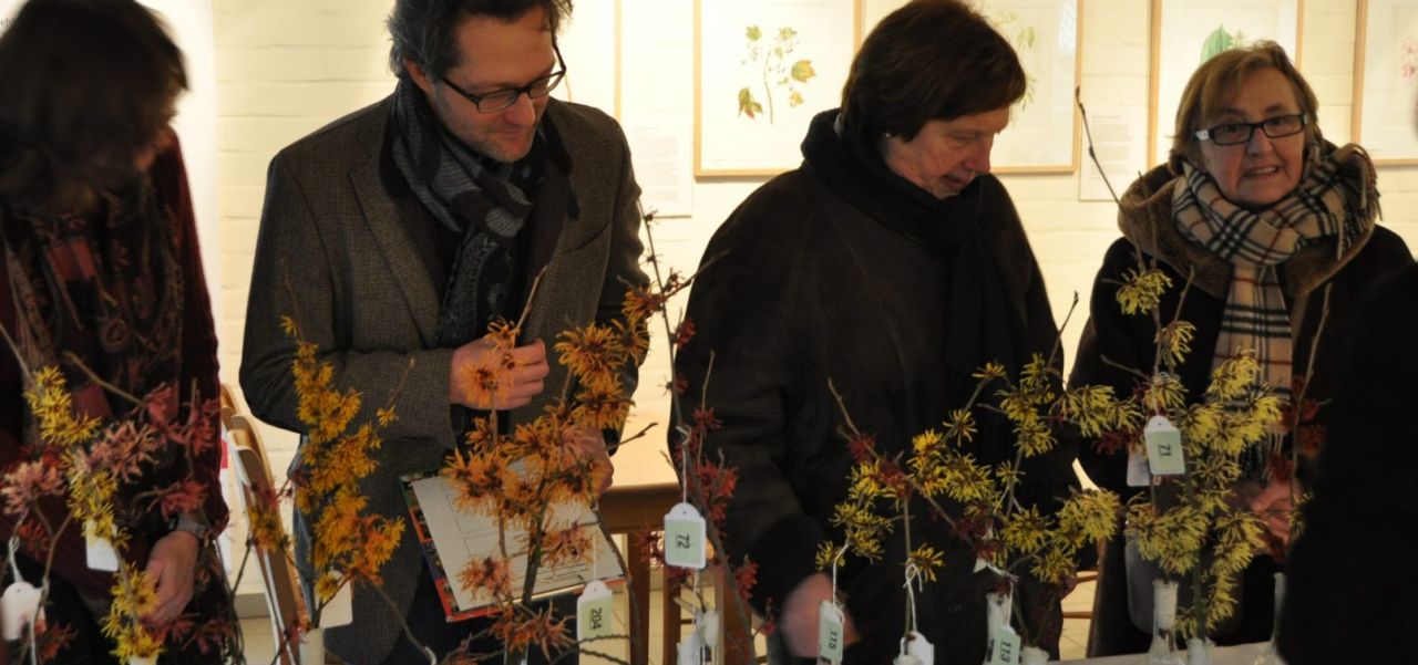 Miss Hamamelis verkiezingen in Arboretum Kalmthout. Een jury staat binnen in de galerie rond een tafel met glazen vaasjes, waarin verschillende soorten gelabelde Hamamelis takken gepresenteerd zijn. Sommige takken hebben oranje bloemen, andere felgele.
