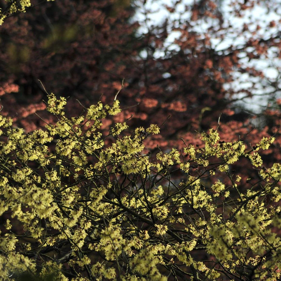 Winter in Arboretum Kalmthout. De toverhazelaars, Hamamelis, staan in bloei, gele en zalmroze bloemen contrasteren met de kale takken.