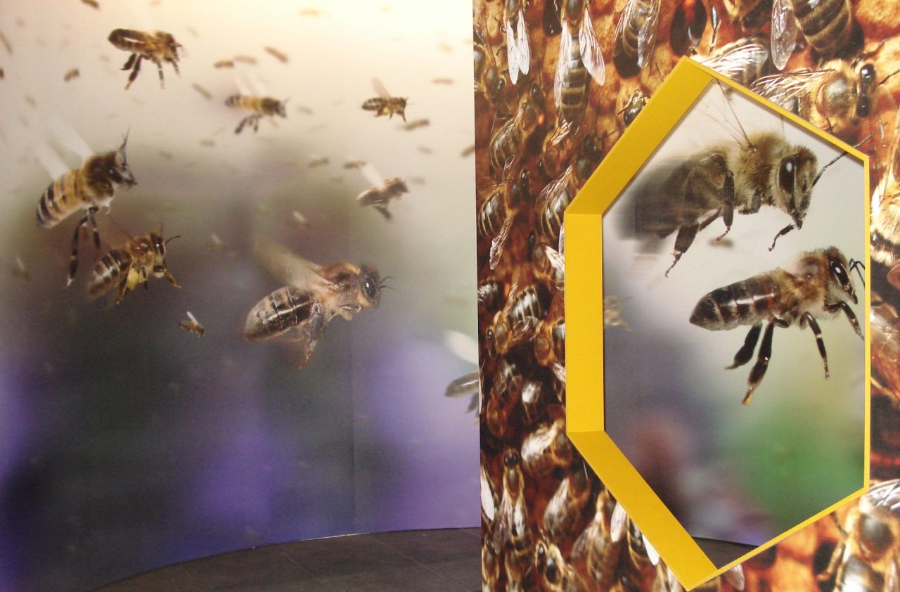 Bijenteeltmuseum. Meterslange fotopanelen vormen een gang die op het einde naar rechts afbuigt. De panelen zijn bedrukt met uitvergrootte foto's van een honingraat en van uitvliegende bijen. 