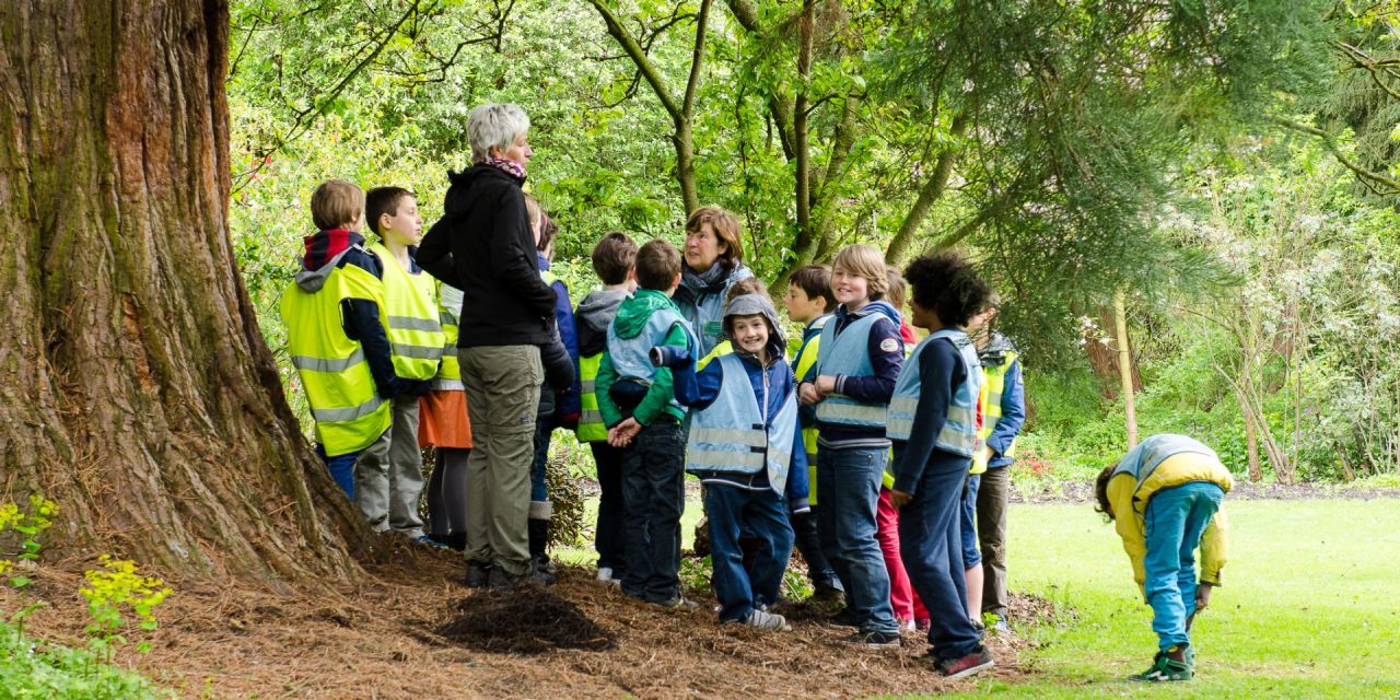 Een groep schoolkinderen staat rond een gids, aan de voet van een grote, oude boom in Arboretum Kalmthout.