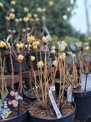 Op een zonnige dag lopen er tientallen bezoekers door het plantencentrum. Op de voorgrond een vrouw die aandachtig de naambordjes bij de plantenbakken leest.