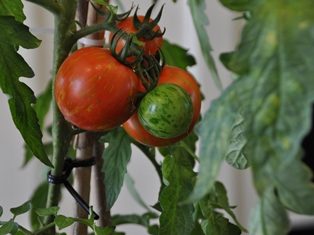 tomatenplantjes mailgroot
