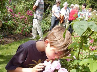 Een klein jongetje ruikt aan een roos in de rozentuin van Arboretum Kalmthout. Zonnige dag, op de achtergrond een gids met haar groep.