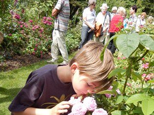 Een klein jongetje ruikt aan een roos in de rozentuin van Arboretum Kalmthout. Zonnige dag, op de achtergrond een gids met haar groep.