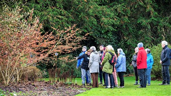 Winter in Arboretum Kalmthout. Met sneeuw bedekte toverhazelaar, Hamamelis, oranje-gele bloemen aan kale takken.