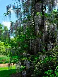 Een lichtpaarse Wisteria of Blauwe Regen slingert in een boom, op de achtergrond de grote vijver van Arboretum Kalmthout.