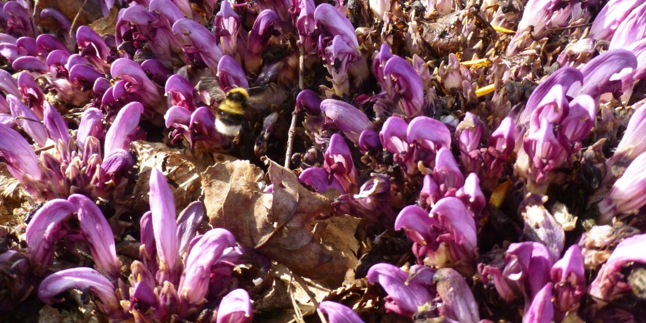 Paars bloemenbed tussen dorre bladeren van Lathreaea clandestina in Arboreum Kalmthout.