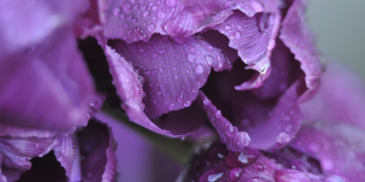 Waterdruppels liggen op de bloembladeren van de paarse tulp Carla Teune in Arboretum Kalmthout.