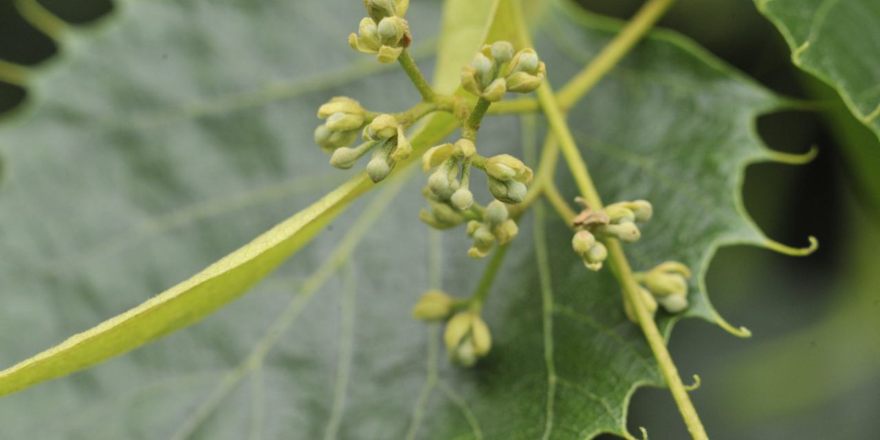 Close-up van enkele bloemknopjes aan de Tilia henryana in Arboretum Kalmthout.