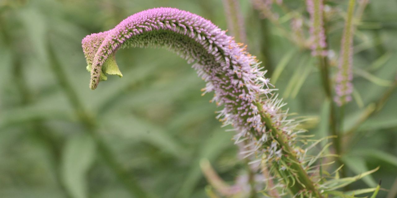 Close-up van een roze bloemenaar, in de borders van Arboretum Kalmthout.