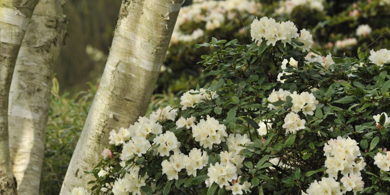 Witte berkenstammen omringd door witte rododendrons in Arboretum Kalmthout.