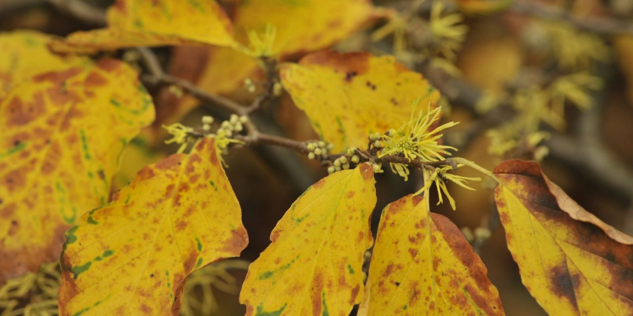 Close-up van een Hamamelistak, toverhazelaar met bladeren in gele en bruine herfstkleuren, citroengele bloempjes, in Arboretum Kalmthout.