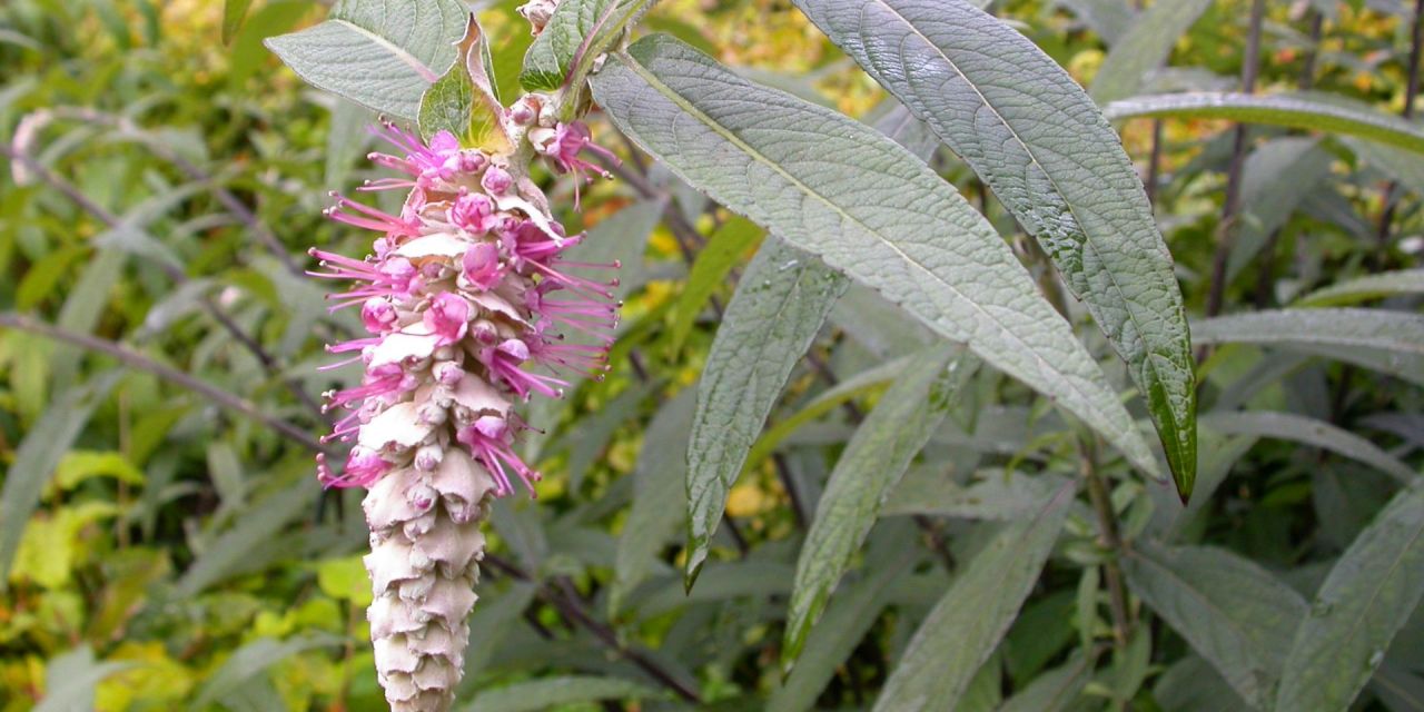 Rostrinucula dependens met spitse blauwegroene bladeren en een afhangende felroze bloemenpluim in Arboretum Kalmthout.