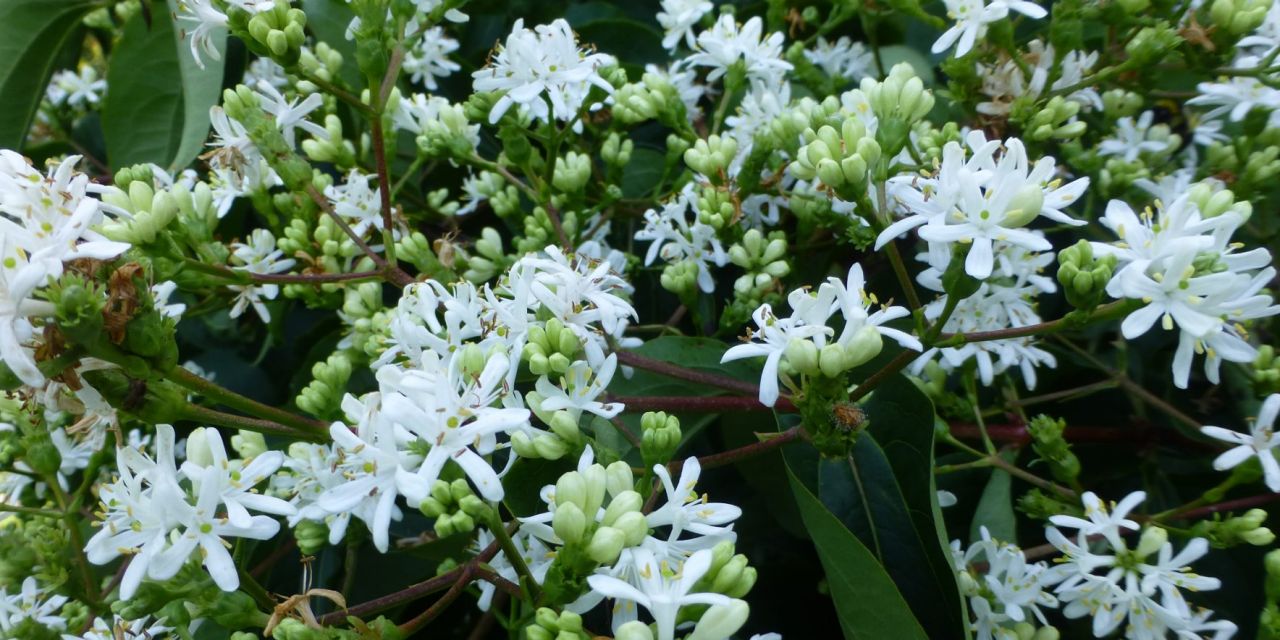 Honderden witte stervormige bloemetjes van de Heptacodion miconioides in Arboretum Kalmthout.