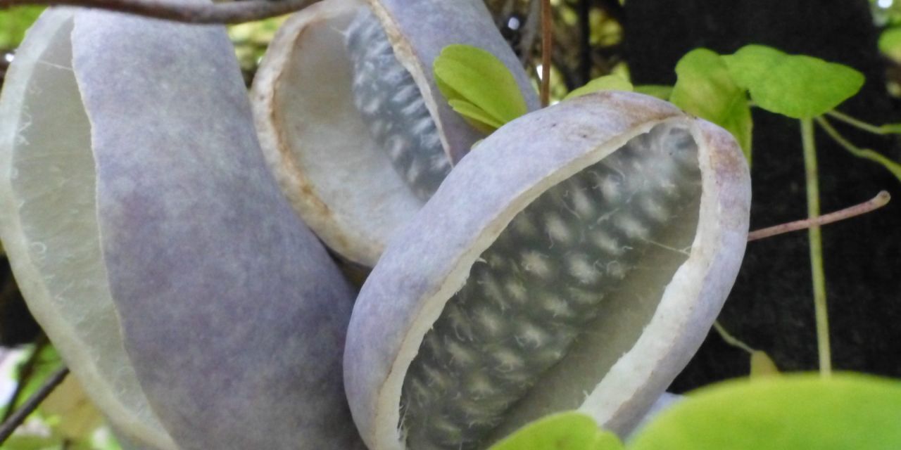 Drie lichtpaarse vruchten van de Akebia quinata White Chocolat zijn opengebarsten en tonen in een holte witte, samengepakte zaden.