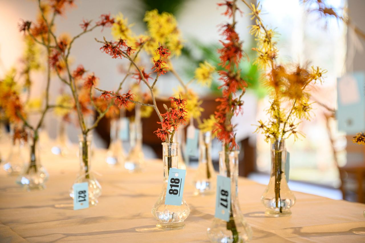 Miss Hamamelis verkiezingen in Arboretum Kalmthout. Een jury staat binnen in de galerie rond een tafel met glazen vaasjes, waarin verschillende soorten gelabelde Hamamelis takken gepresenteerd zijn. Sommige takken hebben oranje bloemen, andere felgele.