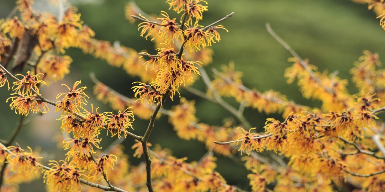 Toverhazelaar in bloei, Hamamelis x intermedia 'Jelena', oranjegele bloemen op kale takken.