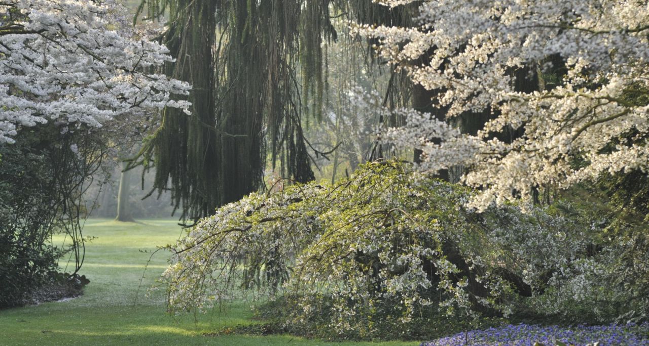 Bloeiende kerselaars met paarse accenten in de borders, neerhangende conifeer op de achtergrond, lage lentezon in Arboretum Kalmthout.
