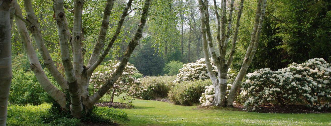 Witte tuin in Arboretum Kalmthout, witte berken en witte rododendronstruiken contrasteren tegen een groene achtergrond.