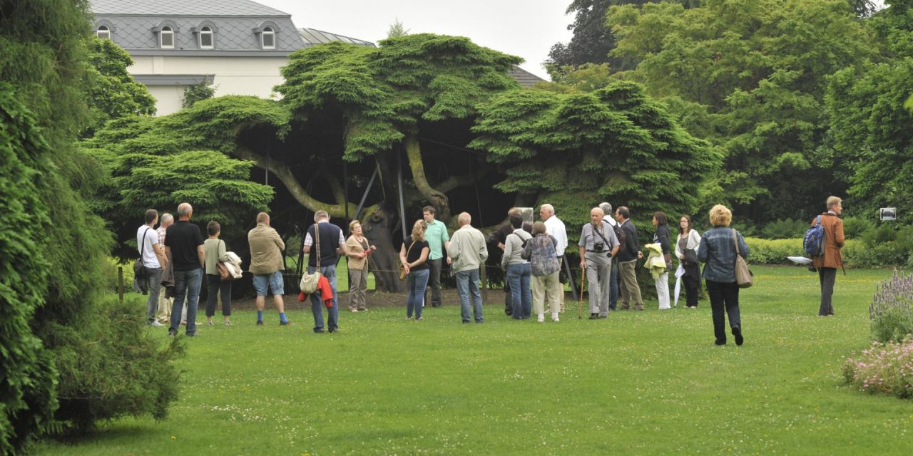Zicht op het grasveld in Arboretum Kalmthout, waar een 20-tal bezoekers in groep rond een breed uitgestrekte monumentale boom staan. In de verte het dak van het historische Vangeertenhof.