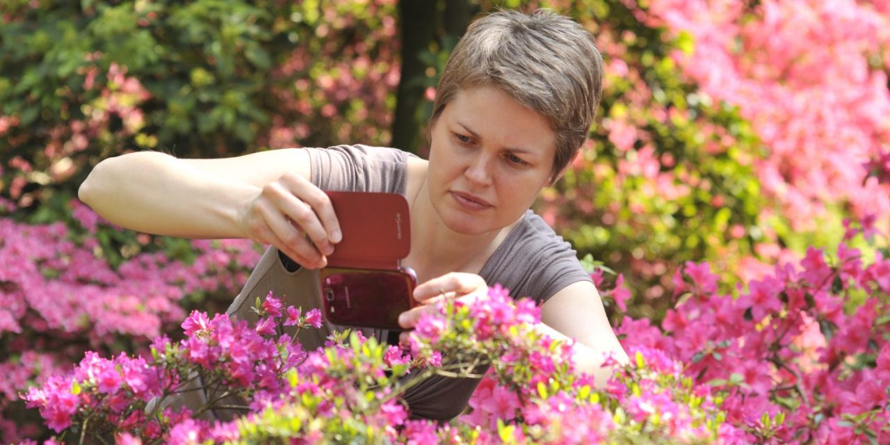 Zonnige dag in een park, een wolk van roze en paarse azaleastruiken. Een jonge vrouw neemt een foto met de digitale camera van haar gsm-toestel. 