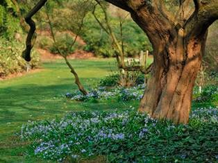 Oude boom met eronder paarse bloemetjes als grondbedekker, zonnige lentedag in Arboretum Kalmthout.