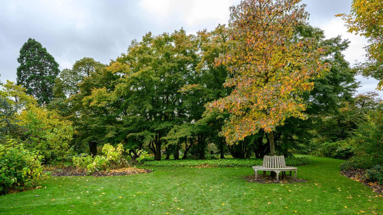 Liquidambar styraciflua Amerikaanse amberboom Cottage K_2021-10-22_ML-726064.jpg