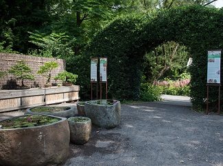 Zicht op het bonsaiatelier in Arboretum Kalmthout, op verhoogde zijwanden staan bonsai opgesteld, in het midden enkele grote uitgeholde keien met de waterleliecollectie. Educatieve banners staan aan beide kanten van een haag met boogvormige doorgang naar de arboretumtuin.
