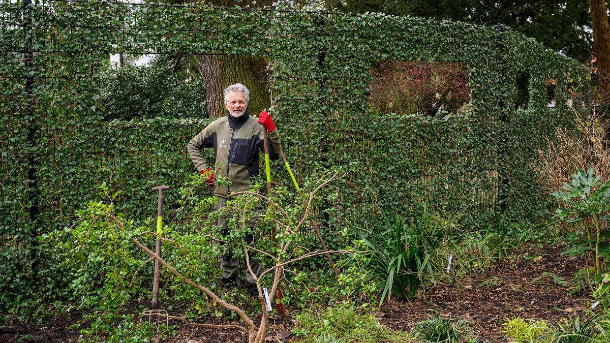 Een vrijwilliger van Arboretum Kalmthout poseert met tuingereedschap bij de doorkijkhaag middenin de groene borders, winter..
