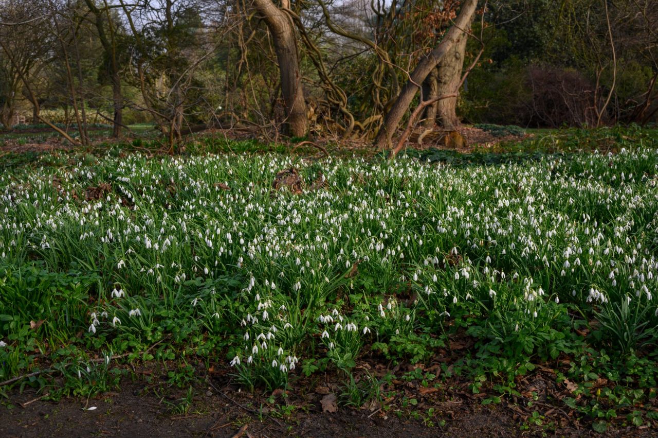 tapijt van sneeuwklokjes