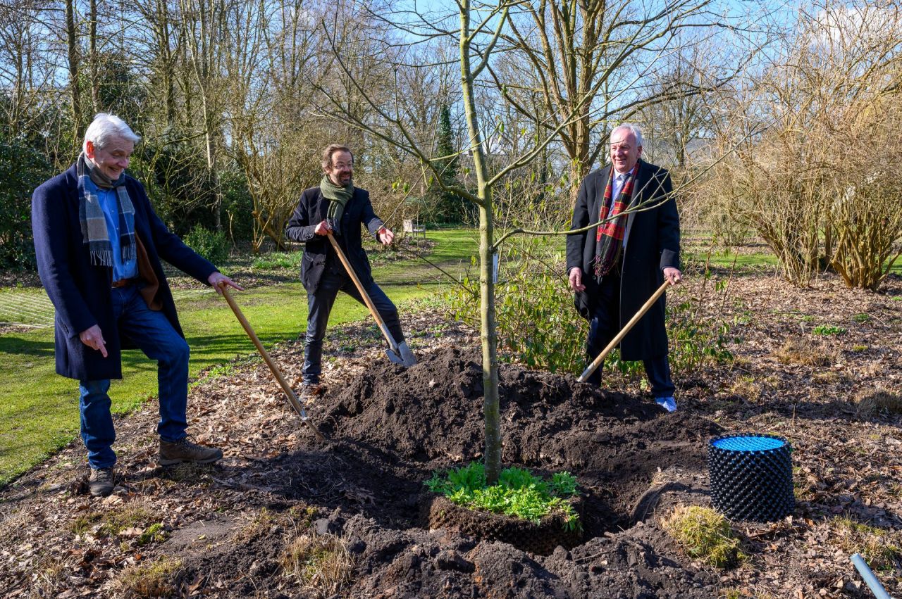 Drie mannen staan met een schop rond een jonge boom, aanplanting van een bijenboom in Arboretum Kalmthout.