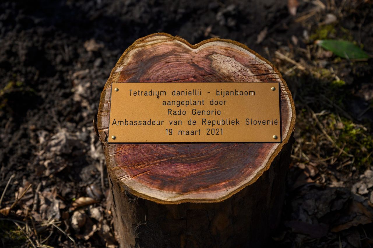 Koperen gedenkplaatje op een stukje boomstam, bij de boomplanting op vrijdag 19 maart 2021 in Arboretum Kalmthout, aanplanting van een bijenboom door Sloveens Ambassadeur Rado Genorio.
