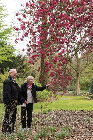 Een man en een vrouw staan in een tuin op een border onder een boom met felroze blaadjes, Ambassadeur van Slovenië Matjaž Šinkovec met echtgenote op bezoek in Arboretum Kalmthout.