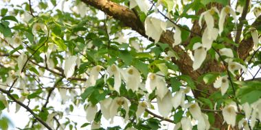 Witte bladeren hangen als zakdoekjes tussen de groene kruin van de bloeiende zakdoekjesboom, Davidia involucrata var. vilmoriniana,  in Arboretum Kalmthout.