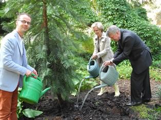 Twee mannen en een vrouw gieten water aan de voet van een net geplante conifeer in de tuin van Arboretum Kalmthout, ze lachen, de man links kijkt in de richting van de camera.