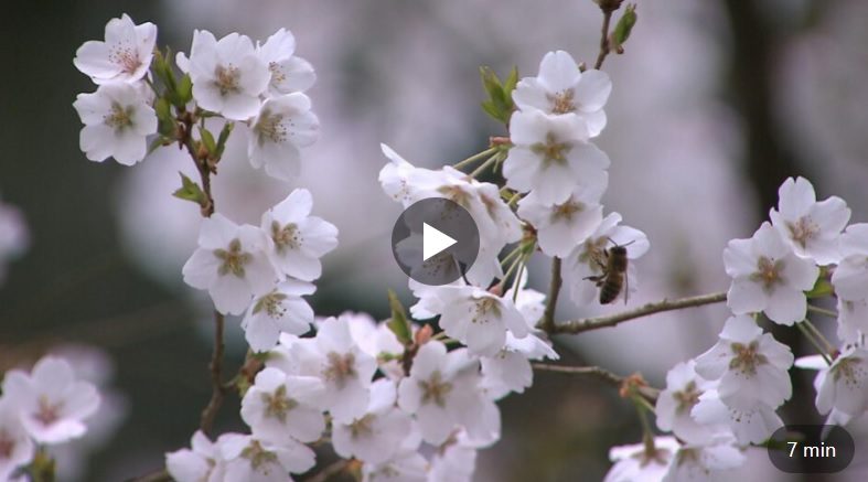 Close-up van een wit bloeiende kerselaar in Arboretum Kalmthout.