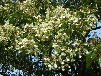 Bloeiende bloempluimen van de Chinese boom Emmenopterys henryi in Arboretum Kalmthout, trossen van witte trompetvormige bloemen.