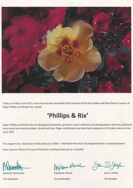 Engelstalig doopcertificaat van de Rosa 'Phillips & Rix', met de namen van de peter, meter en kweker van de roos.
