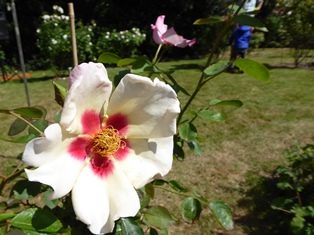Close-up van een lichtgele roos met een roze hart, zonnig dag, op de achtergrond meer rozenstruiken.
