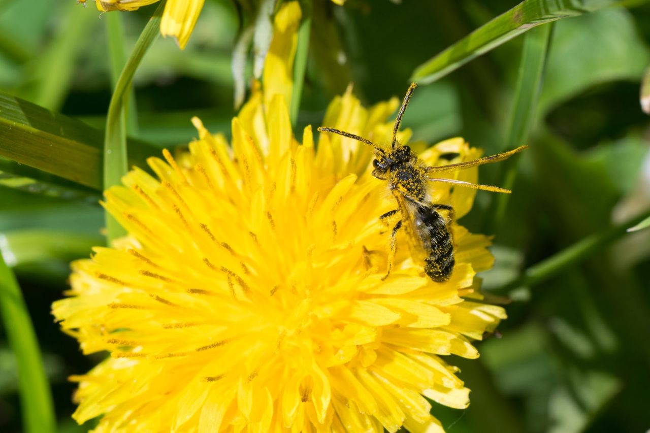 Paardenbloem met insect met stuifmeel op