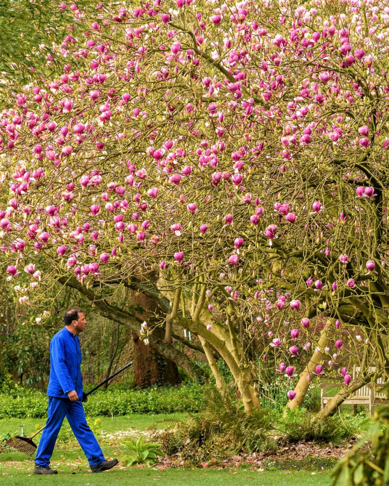 Jaro De Bruyne wandelt onder een Magnolia in Arboretum Kalmthout