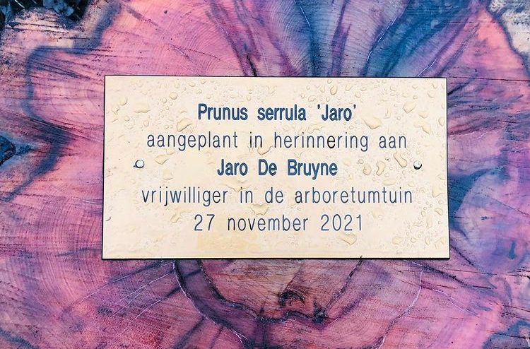 herinneringsplaatje in brons met de boodschap Prunus serrula 'Jaro' aangeplant in herinnering aan Jaro De Bruyne vrijwilliger in de arboretumtuin 27 november 2021